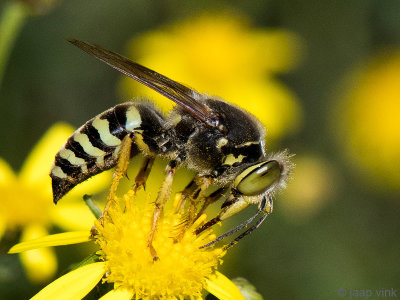 Bembix Sand Wasp - Harkwesp - Bembix rostrata
