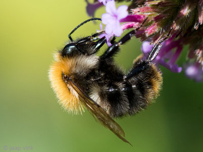 Common Carder Bee - Akkerhommel - Bombus pascuorum