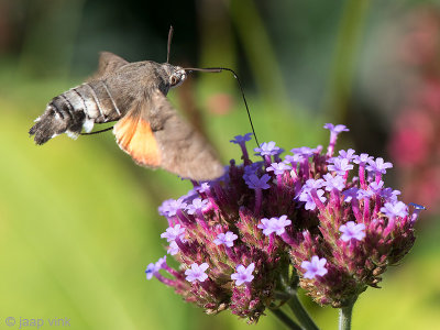 Hummingbird Hawk-moth - Kolibrievlinder - Macroglossum stellatarum