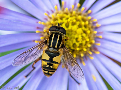 Syrphidae - Gewone Pendelvlieg - Helophilus pendulus