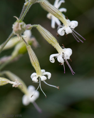 Nottingham catchfly - Nachtsilene - Silene nutans