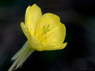 Sundrop - Teunisbloem - Oenothera