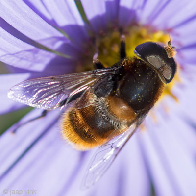 Syrphidae - Hommelbijvlieg - Eristalis intricaria
