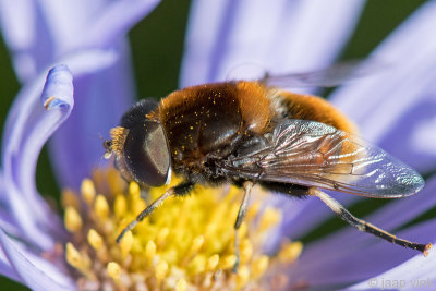 Syrphidae - Hommelbijvlieg - Eristalis intricaria