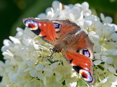 Peacock butterfly - Dagpauwoog - Aglais io
