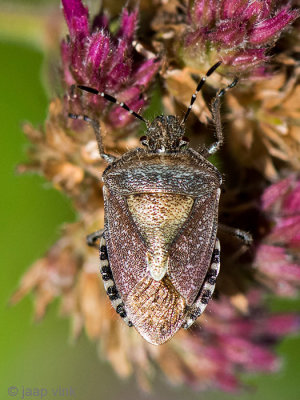 Sloe bug - Bessen(schild)wants - Dolycoris baccarum