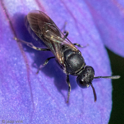 Masked bee - Maskerbij - Hylaeus spec. 