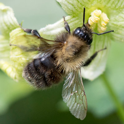 Common Carder Bee - Akkerhommel - Bombus pascuorum