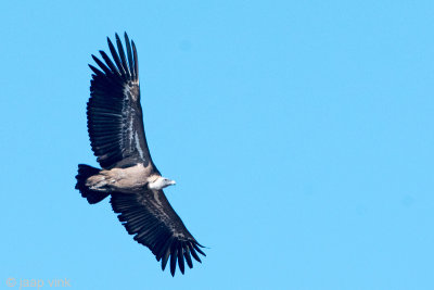 Griffon Vulture - Vale Gier - Gyps fulvus