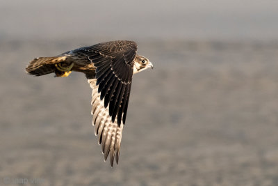 Peregrine - Slechtvalk - Falco peregrinus