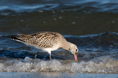 Bar-tailed Godwit - Rosse Grutto - Limosa lapponica