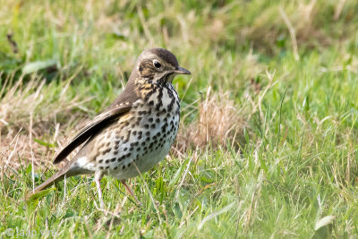 Song Thrush - Zanglijster - Turdus philomelos