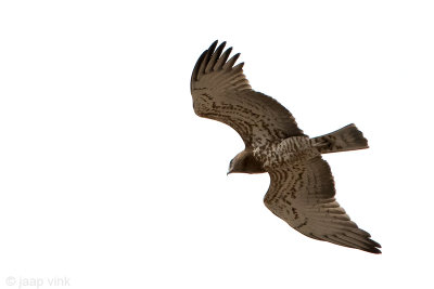 Short-toed Eagle - Slangenarend - Circaetus gallicus