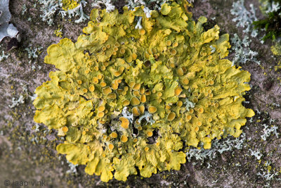 Common Orange Lichen - Groot Dooiermos - Xanthoria parietina