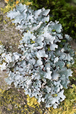 Hammered Shield Lichen - Gewoon Schildmos - Parmelia sulcata