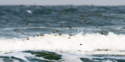 Eurasian Siskin - Sijs - Spinus spinus