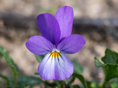 Dune Pansy - Duinviooltje - Viola curtisii