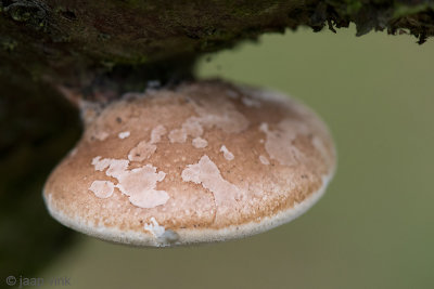 Birch Polypore - Berkenzwam - Fomitopsis betulina