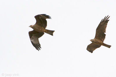 Black Kite - Zwarte Wouw - Milvus migrans