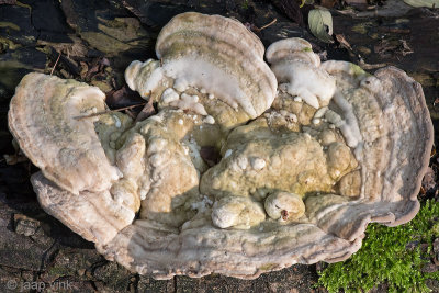 Lumpy Bracket - Witte Bultzwam - Trametes gibbosa