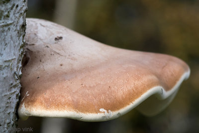 Birch Polypore - Berkenzwam - Fomitopsis betulina