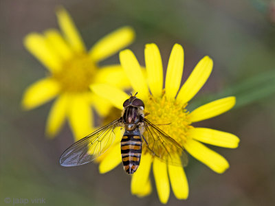 Marmalade Hoverfly - Pyamazweefvlieg - Episyrphus balteatus