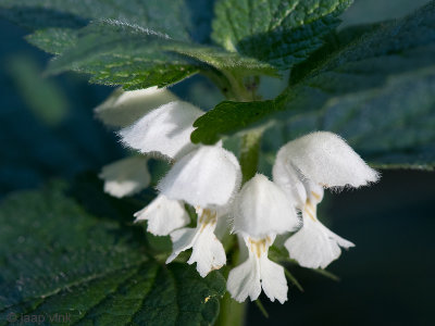 White Nettle - Witte Dovenetel - Lamium album