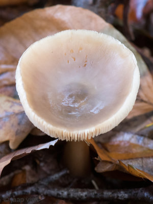 Buttery Collybia - Botercollybia - Rhodocollybia butyracea