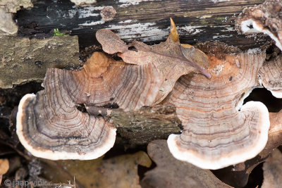 Turkey Tail Mushroom - Gewoon Elfenbankje - Trametes versicolor