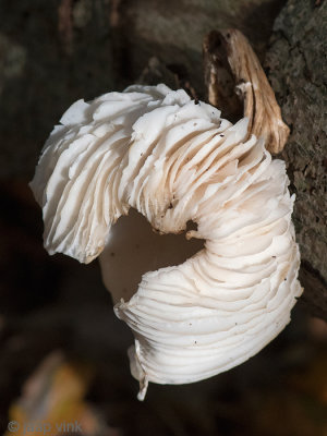 Porcelain fungus - Porseleinzwam - Oudemansiella mucida