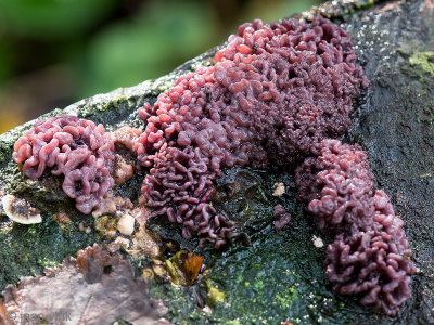 Purple Jellydisc - Paarse Knoopzwam - Ascocoryne sarcoides