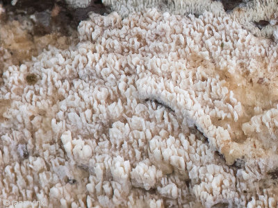 White Tooth fungus - Witte Tandzwam - Schizopora paradoxa