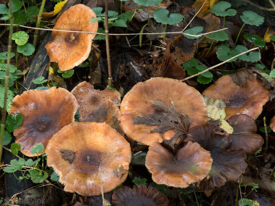 Dark Honey fungus - Sombere Honingzwam - Armillaria ostoyae