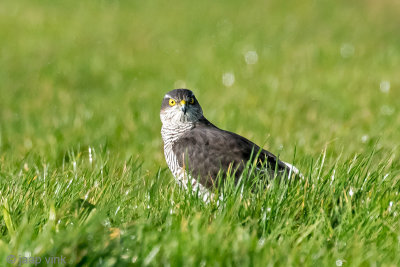 Eurasian Sparrowhawk - Sperwer - Accipiter nisus