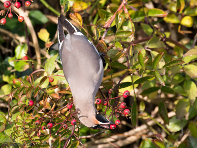 Bohemian Waxwing - Pestvogel - Bombycilla garrulus