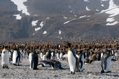 King Penguin - Koningspingun - Aptenodytes patagonicus