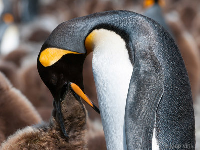 King Penguin - Koningspingun - Aptenodytes patagonicus