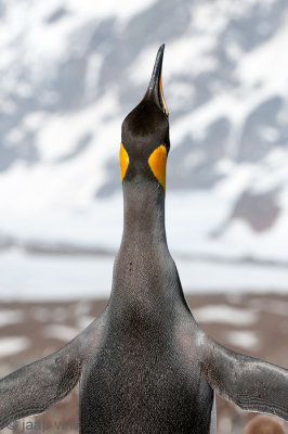 King Penguin - Koningspingun - Aptenodytes patagonicus