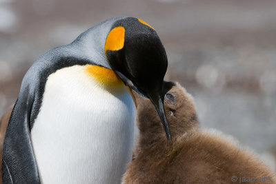 King Penguin - Koningspingun - Aptenodytes patagonicus