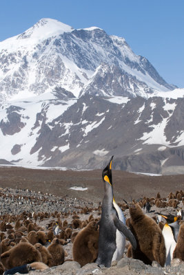 King Penguin - Koningspingun - Aptenodytes patagonicus