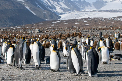 King Penguin - Koningspingun - Aptenodytes patagonicus