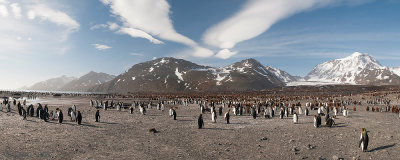 King Penguin - Koningspingun - Aptenodytes patagonicus