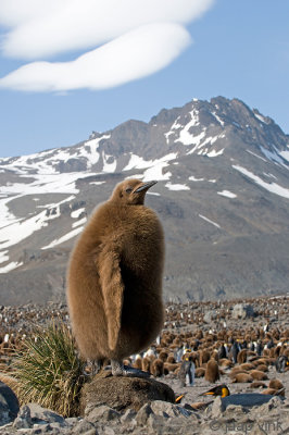 King Penguin - Koningspingun - Aptenodytes patagonicus