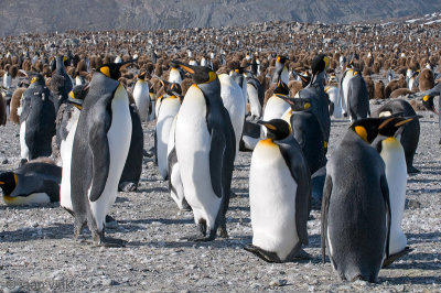 King Penguin - Koningspingun - Aptenodytes patagonicus