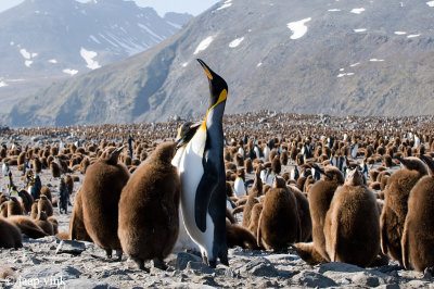 King Penguin - Koningspingun - Aptenodytes patagonicus