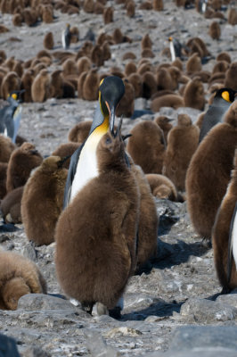 King Penguin - Koningspingun - Aptenodytes patagonicus