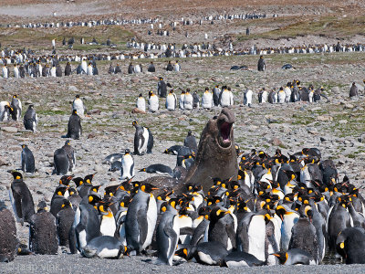 King Penguin - Koningspingun - Aptenodytes patagonicus