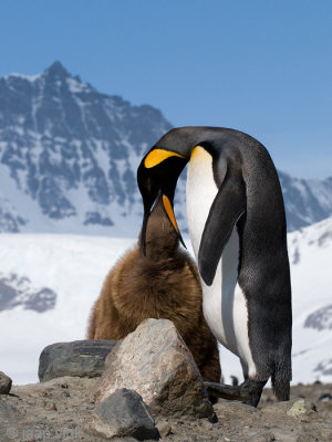 King Penguin - Koningspingun - Aptenodytes patagonicus