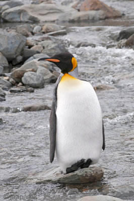 King Penguin - Koningspingun - Aptenodytes patagonicus