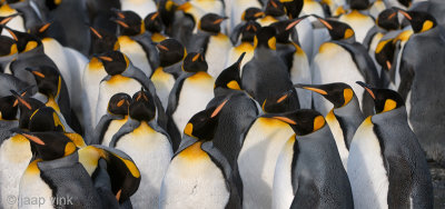 King Penguin - Koningspingun - Aptenodytes patagonicus